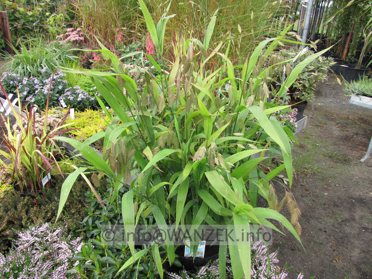 Chasmanthium latifolium 02.JPG